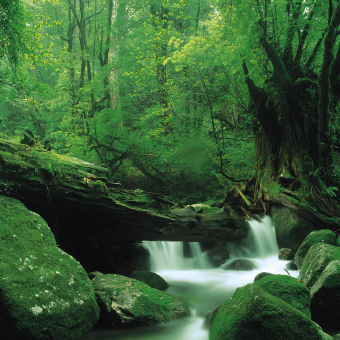 Yakushima(Kagoshima)